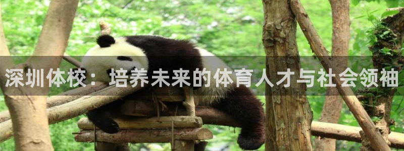 3377体育是正规的吗