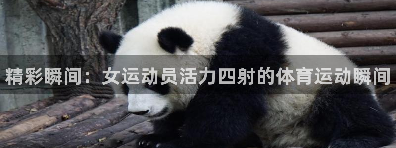 3377体育官网入口网页版
