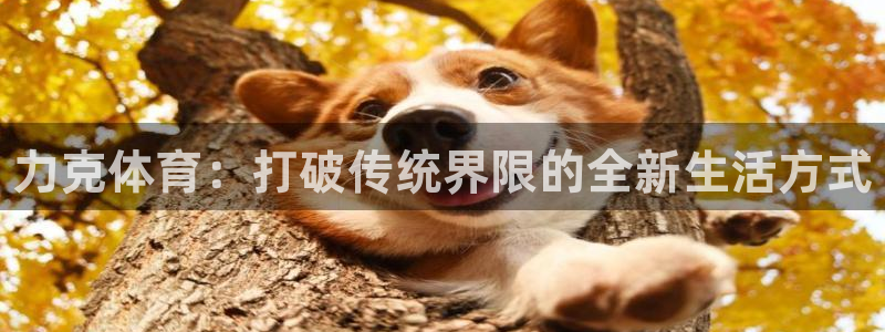 3377体育官网