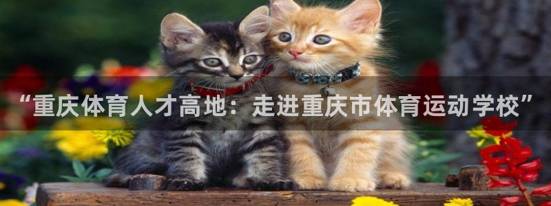 3377体育是正规平台吗