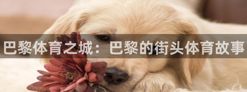 3377体育在线登录官网入口